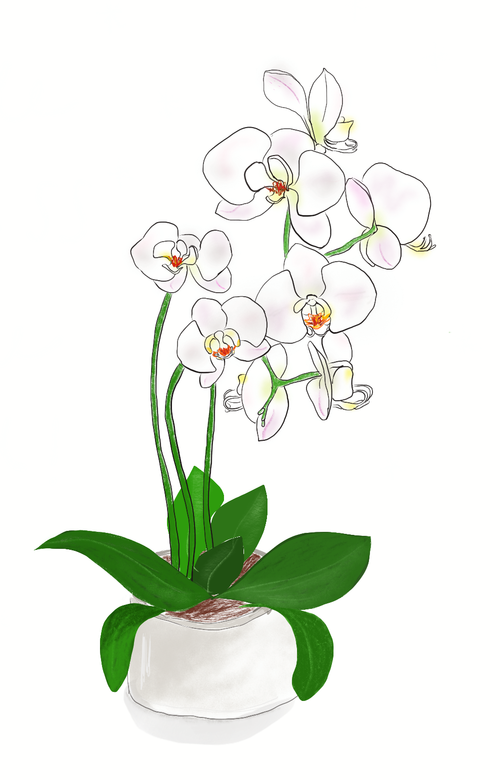 orchid.png