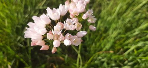 As minhas flores