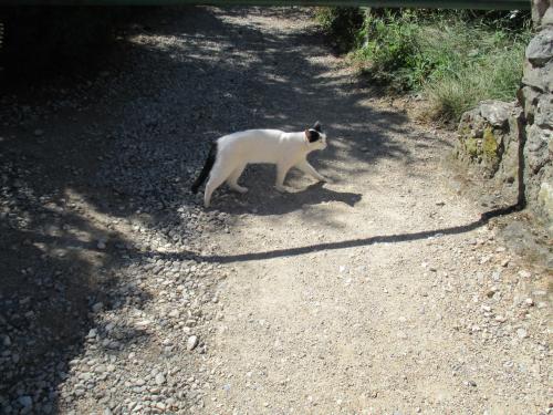 gato.JPG