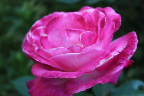 rosa rosa.JPG