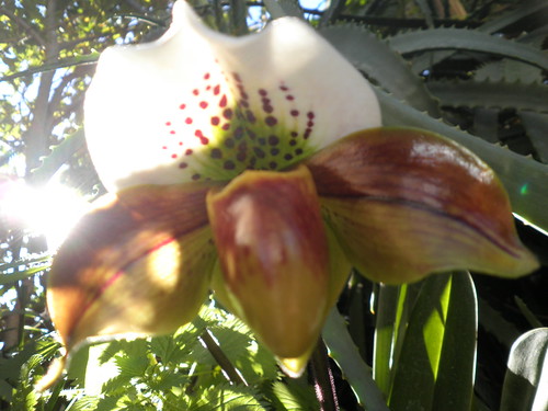 orquidea