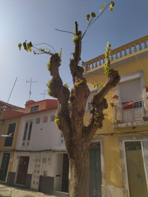 As árvores dos nossos dias e das nossas cidades