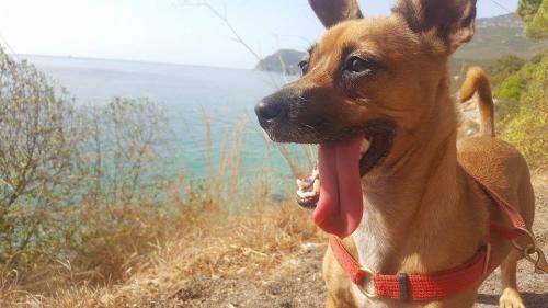 Quem é o cão mais lindo do mundo?