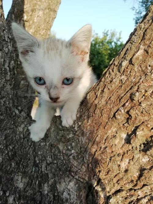 gato.jpg