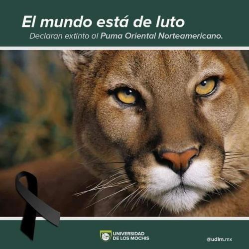 Coisas do nosso tempo - Extinção do Puma Oriental Norteamericano