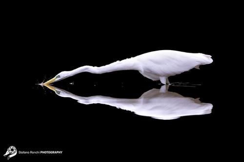 Fotógrafos de natureza - Stefano Ronchi