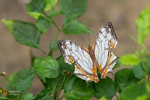 borboleta.jpg