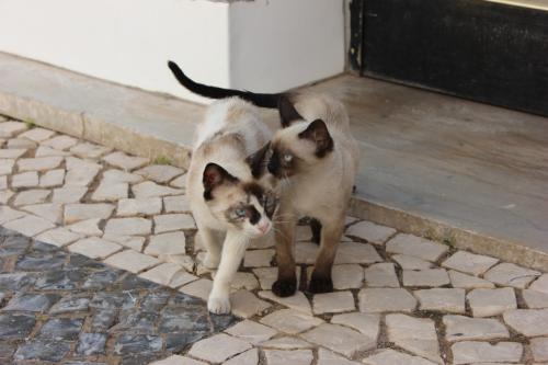 gatos.JPG gatos.JPG