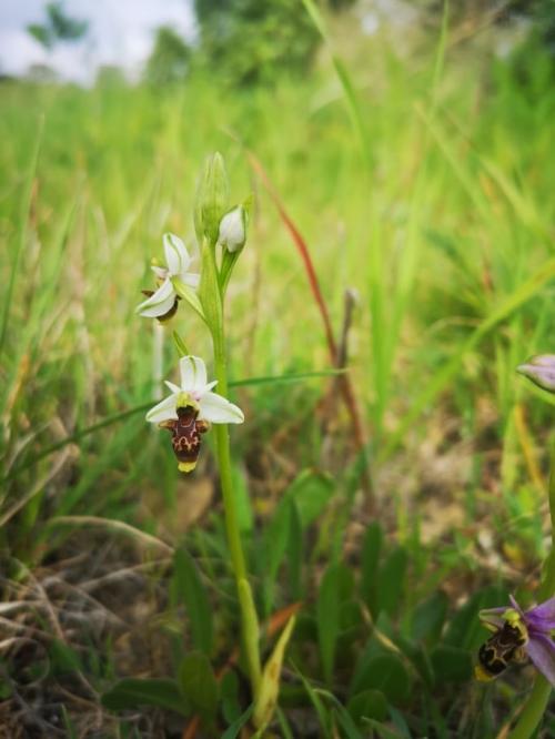 orquidea.jpg