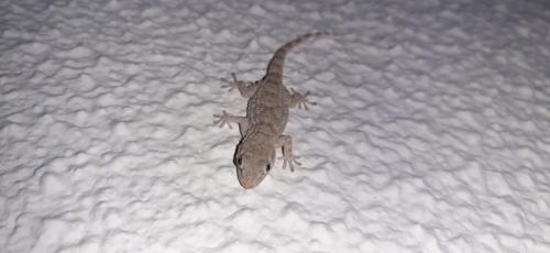 Osgas, osguinhas, osgazonas