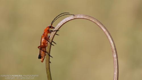 IMG_1599.jpg
