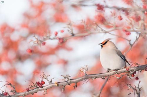 Fotógrafos de Natureza - Pascale Forestier
