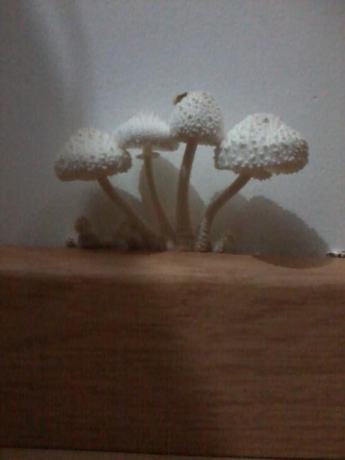 Uma pergunta por dia: Onde podes plantar os teus cogumelos?