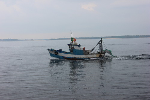 barcos no sado.JPG