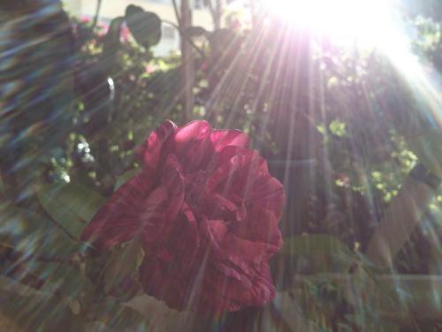 chuva de sol.jpg