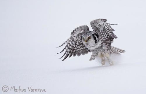 Fotógrafos de Natureza - Markus Varesvuo