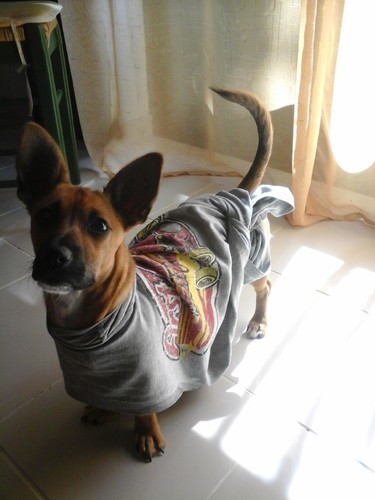 Espelho, espelho meu, há alguém mais elegante do que eu?