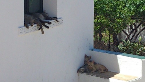 Vida de gato