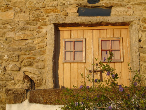 Uma pergunta por dia: Onde está o gato?