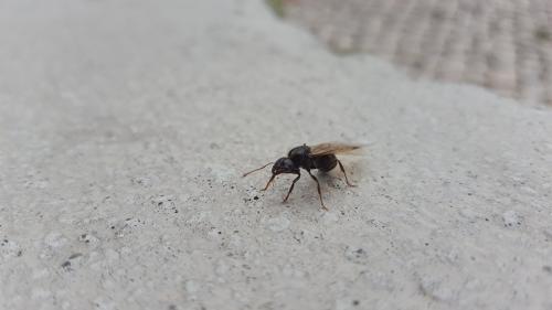 Formigas aladas