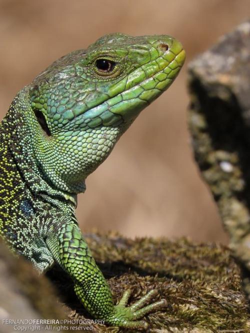 Fotógrafos de natureza  - Fernando Ferreira