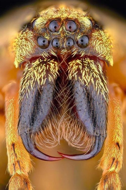 aranha.jpg