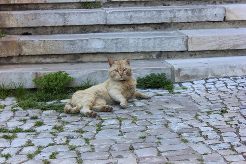 gato rufia.JPG