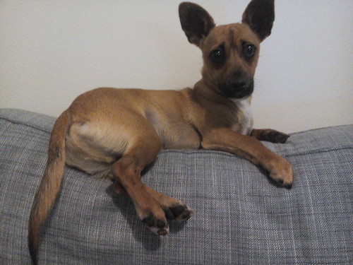 Ginjas o cão