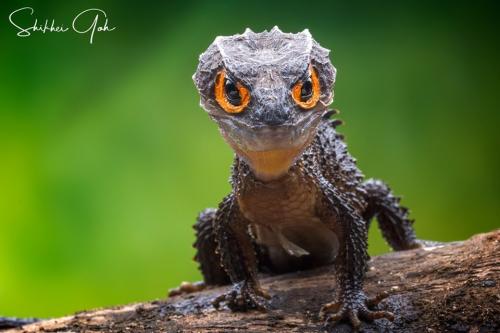 Fotógrafos de Natureza - Shikhei Goh