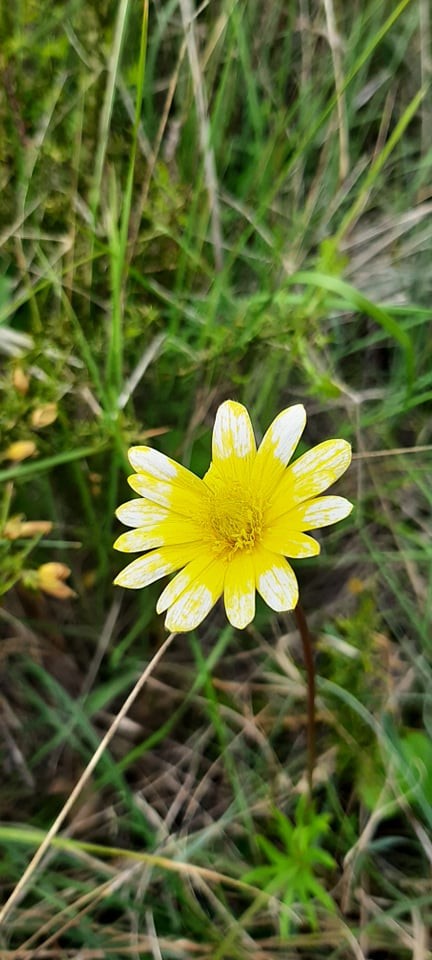 Dei por mim a pensar: quem é que pinta as flores?