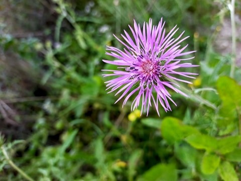 roxo.jpg