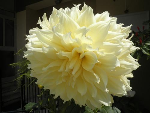 E ficam as flores