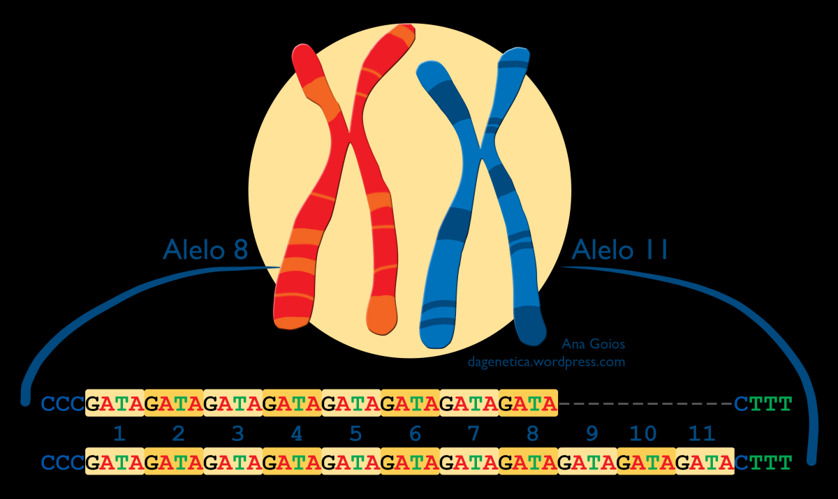 Se o DNA de um organismo se mantivesse estável e fosse transmitido sempre de forma fiel aos descendentes, haveria evolução?