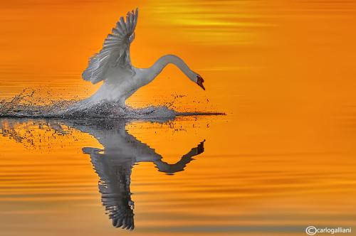 cisne.jpg