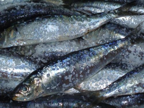 sardinhas.JPG