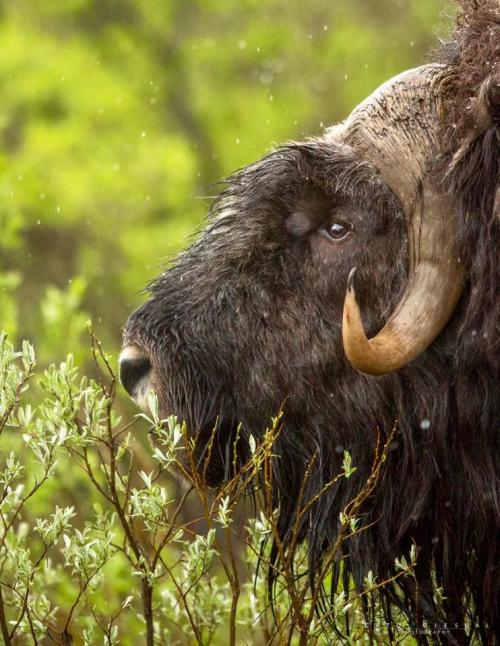 Fotógrafos de Natureza - Cato Gjesdal