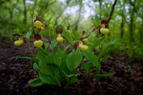 orquideas.jpg