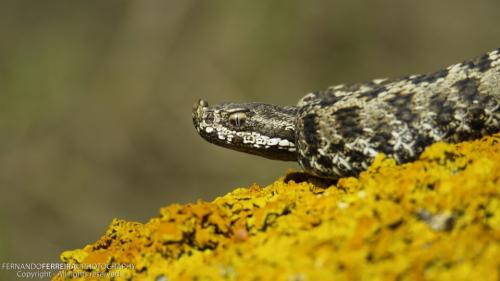 4º Lugar na Categoria A - Fauna - Víbora–cornu