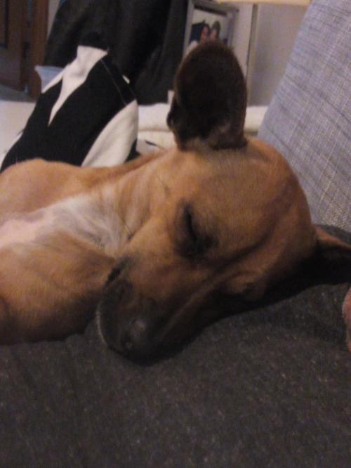 Sobre os cães perigosos ou não