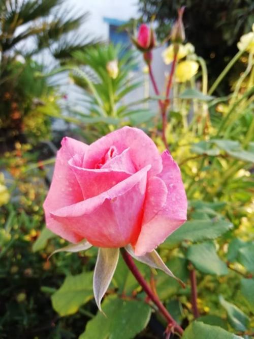 rosa do dia da m&atilde;e.jpg