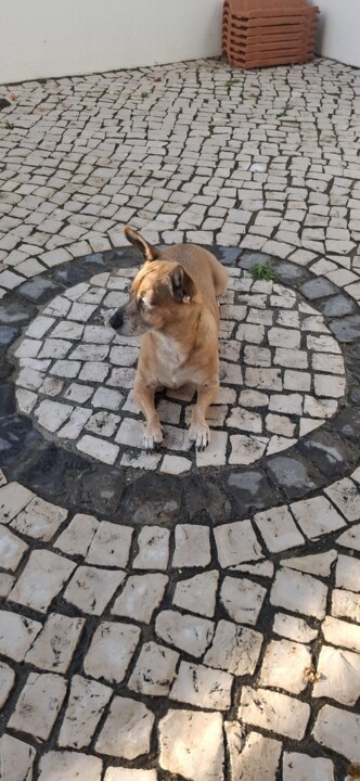 O círculo das pedras