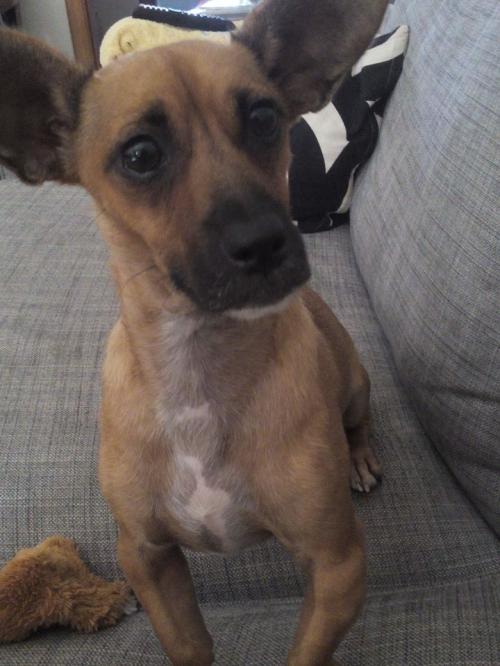 Dia mundial do cão