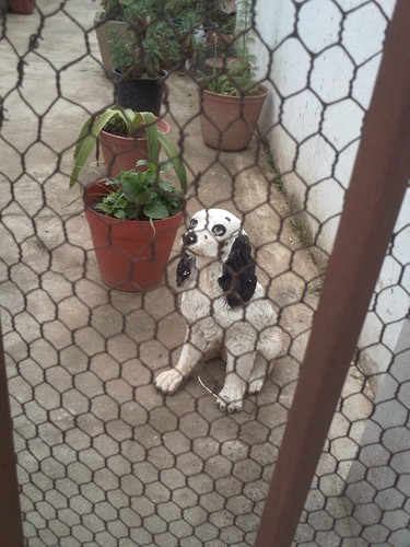Cães de loiça
