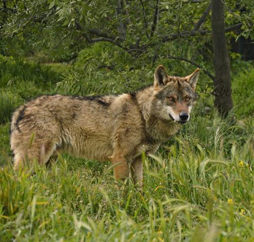 lobo.jpg