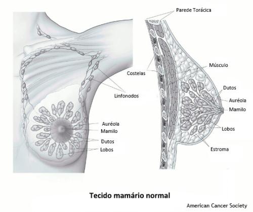 Dia mundial do cancro da mama