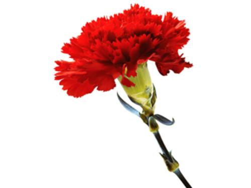 50 anos de Abril