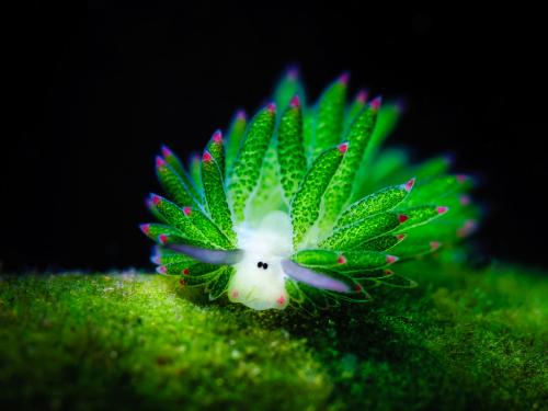 Fotógrafos de Natureza - Lynn Wu