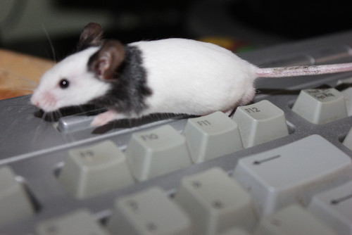 O rato roeu a rolha do rei da Rússia