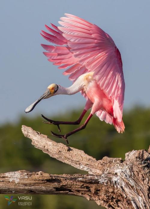 Fotógrafos de Natureza - Vasu Karlapudi