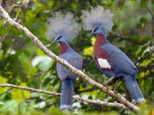 pombo coroado.jpg